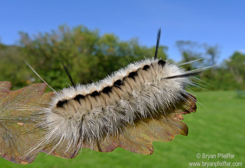 Hickory Tussock Moth, Montpelier, VT 05602, USA, photo 5 of 10