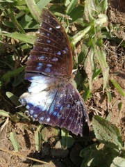 Charaxes