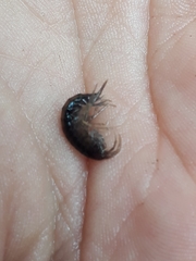 Gammarus pulex