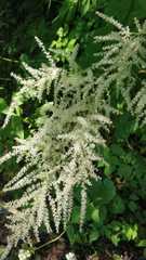 Aruncus sylvester sylvester