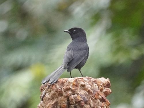 Northern Black-Flycatcher
