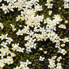Kelleria childii