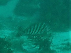 Goniistius rubrolabiatus