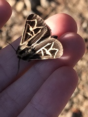 Apantesis williamsii
