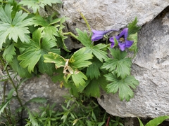 Rittersporne (Delphinium): Herkunft und Verwendung — Foto 2