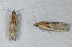 Eucosma cana