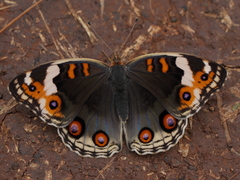 Junonia orithya minagara