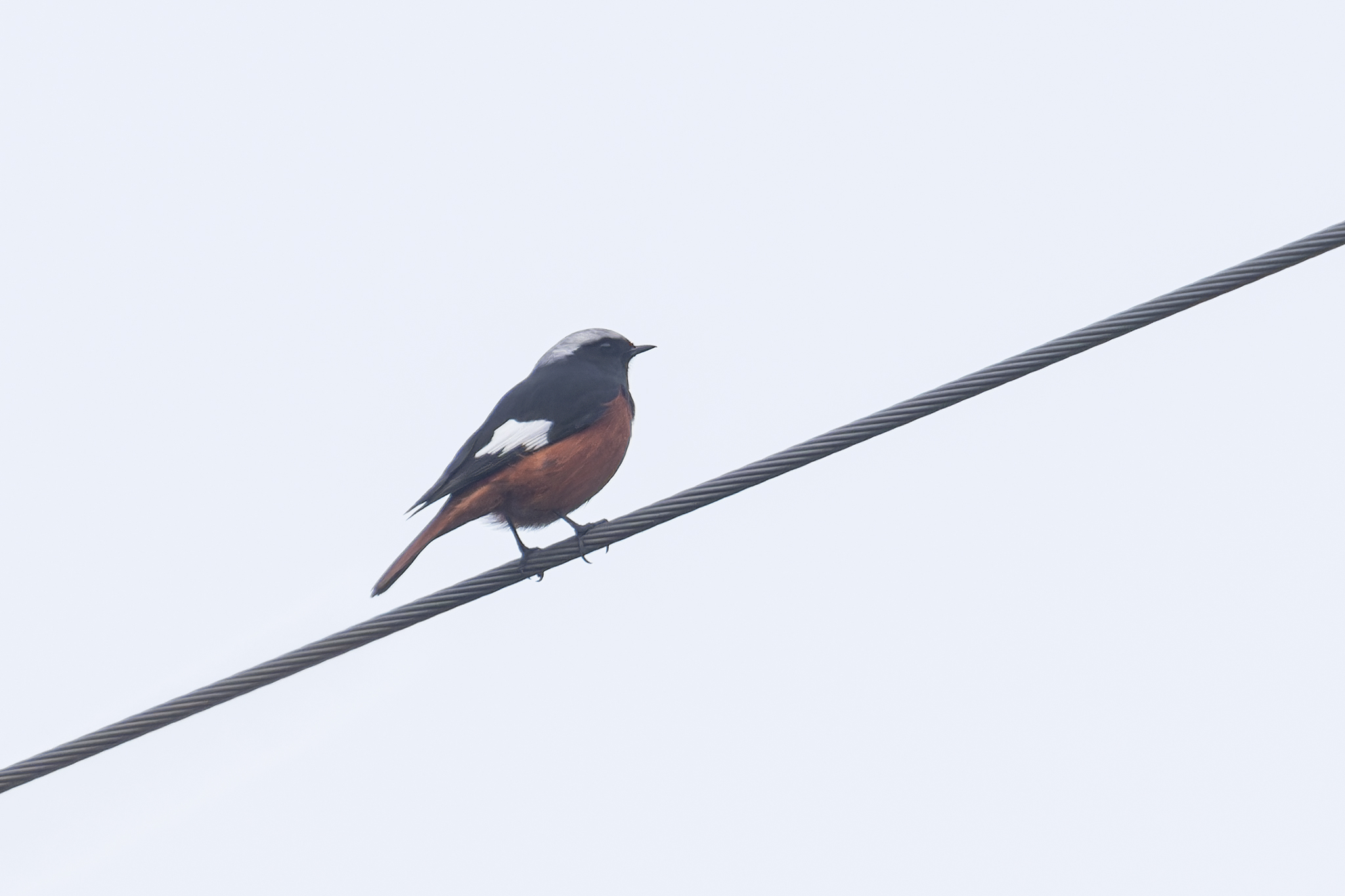Güldenstädt's Redstart