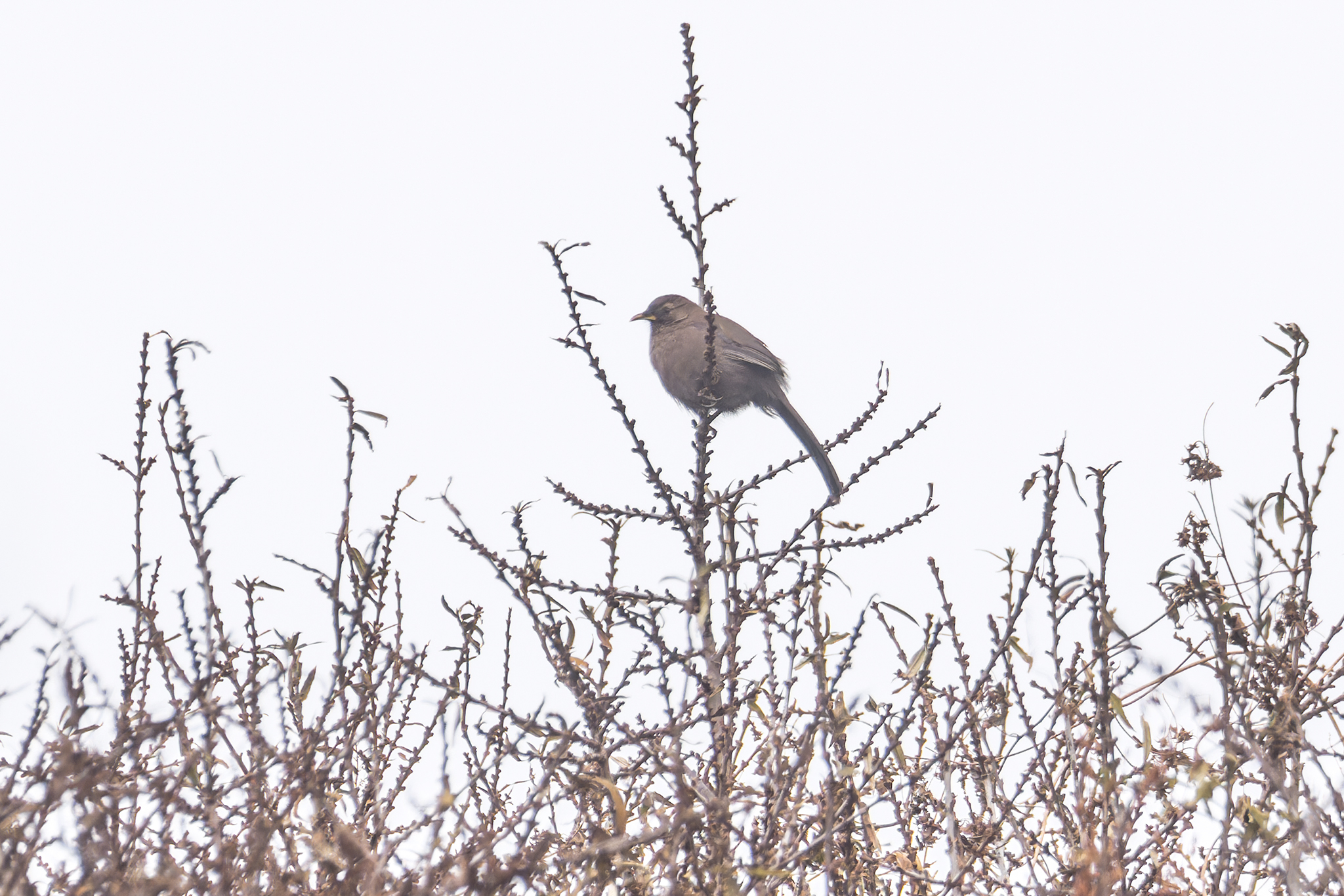 Plain Laughingthrush