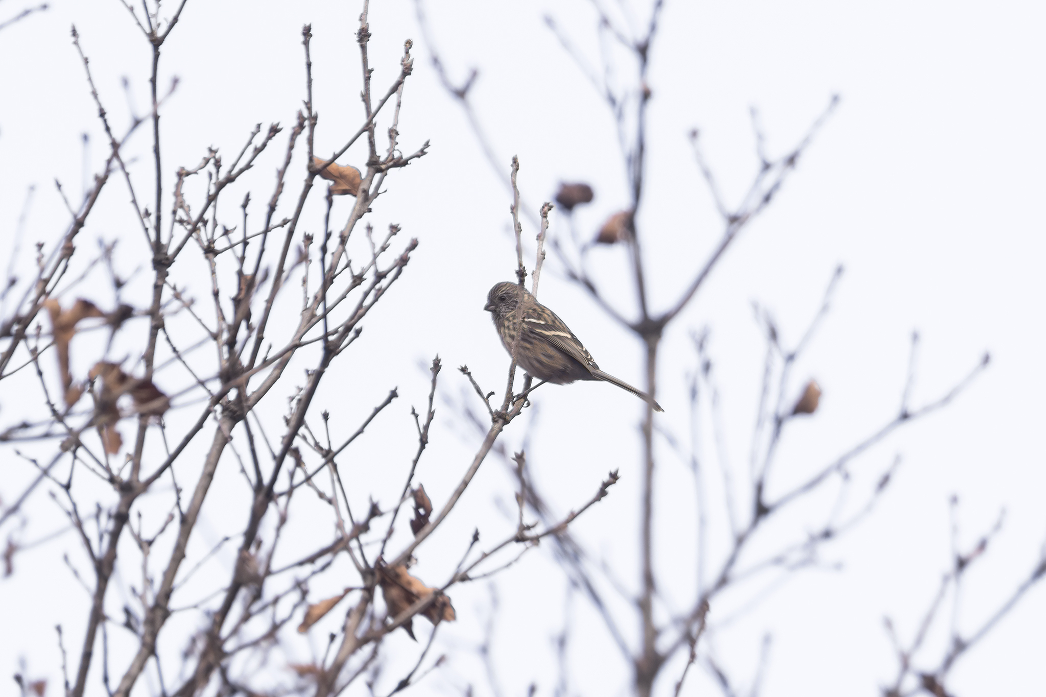 Long-tailed Rosefinch