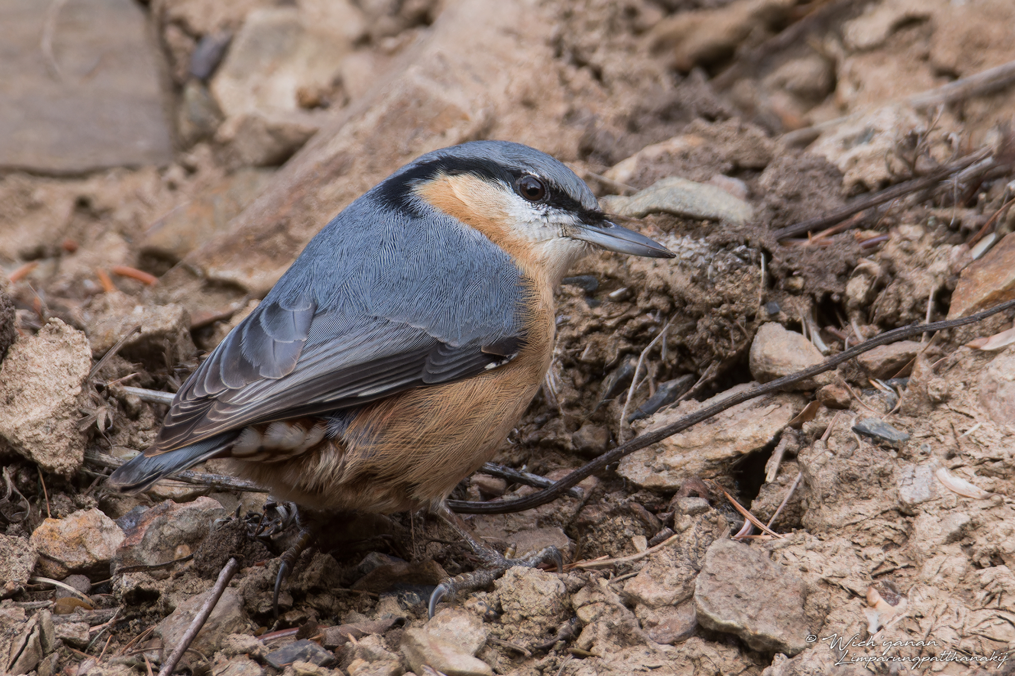 Eurasian Nuthatch