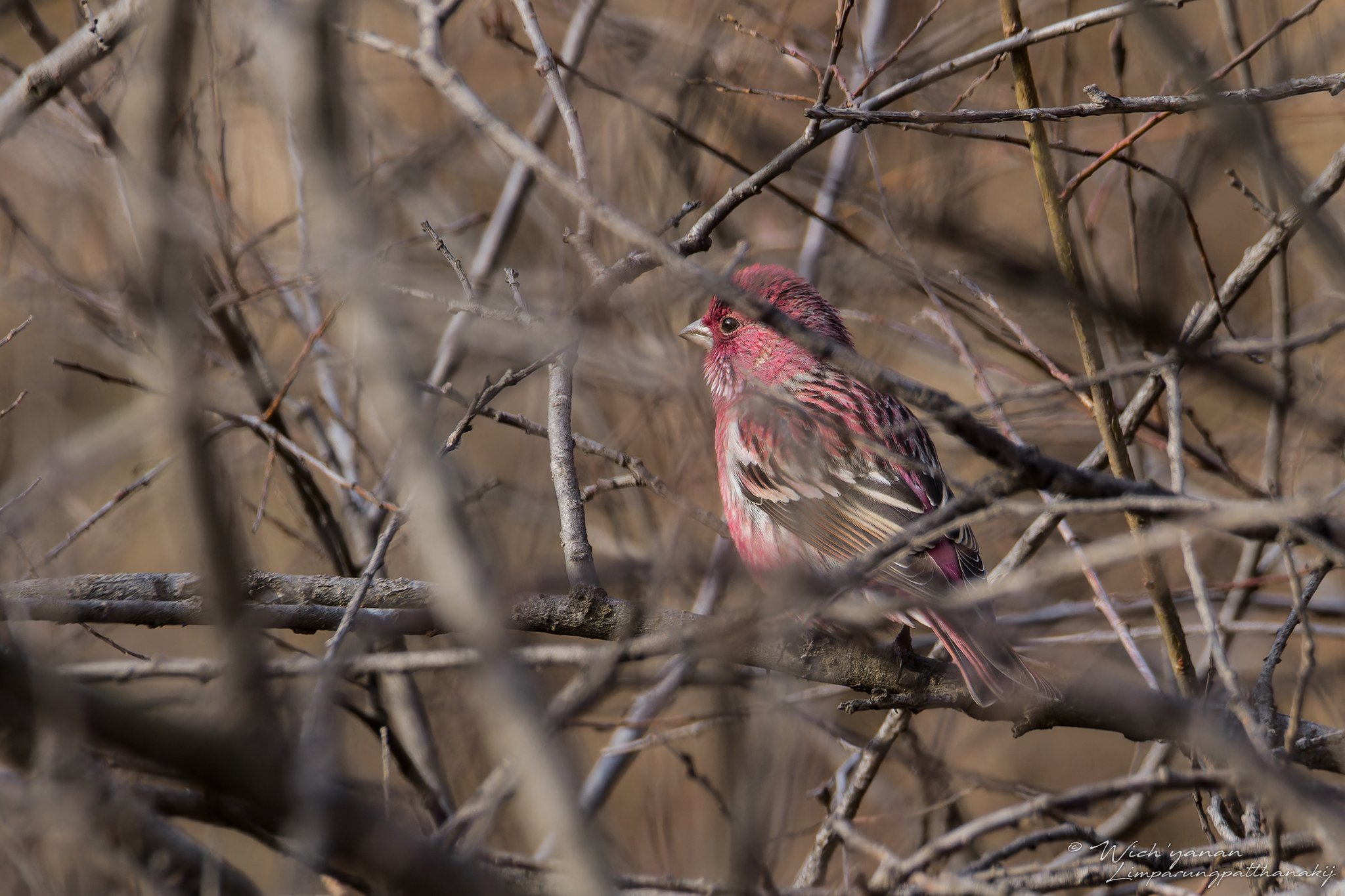 Pallas's Rosefinch