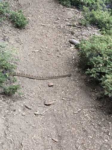 iNaturalist observation photo of Northern Pacific Rattlesnake