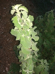 Marrubium