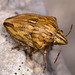 Odontotarsus robustus - Photo (c) Paolo Mazzei, some rights reserved (CC BY-NC), uploaded by Paolo Mazzei
