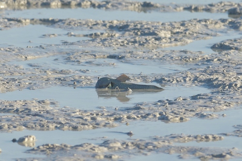 Boleophthalmus caeruleomaculatus