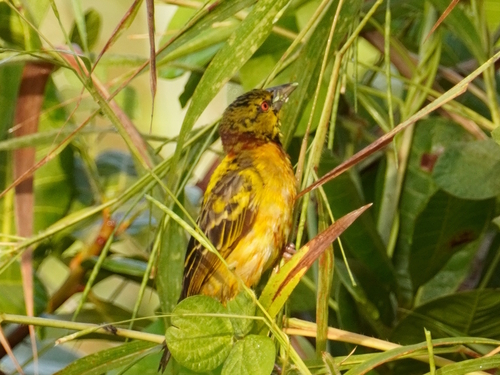 Village Weaver