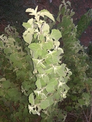 Marrubium