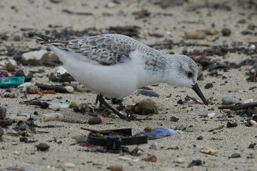 Correlimos tridáctilo (Calidris alba)