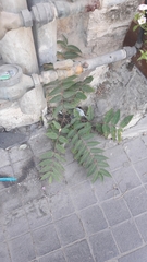 Ailanthus altissima