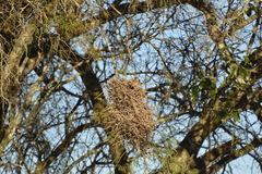 Phacellodomus sibilatrix