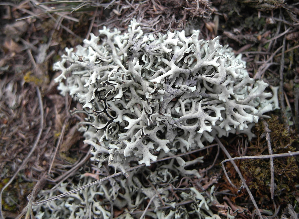 Xanthoparmelia vagans