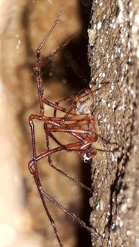 Cave spider, Tietjerk, Nederland, photo 9 of 10