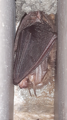 Brown Long-eared Bat, Oldekerk, Nederland, photo 9 of 10