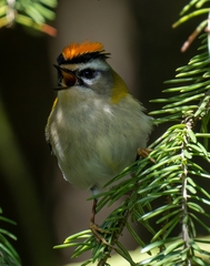 Common Firecrest photo 5
