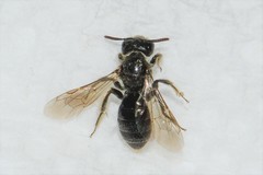 Panurginus polytrichus