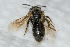 Panurginus polytrichus