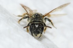 Panurginus polytrichus