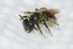 Panurginus polytrichus