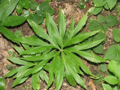 Helleborus purpurascens