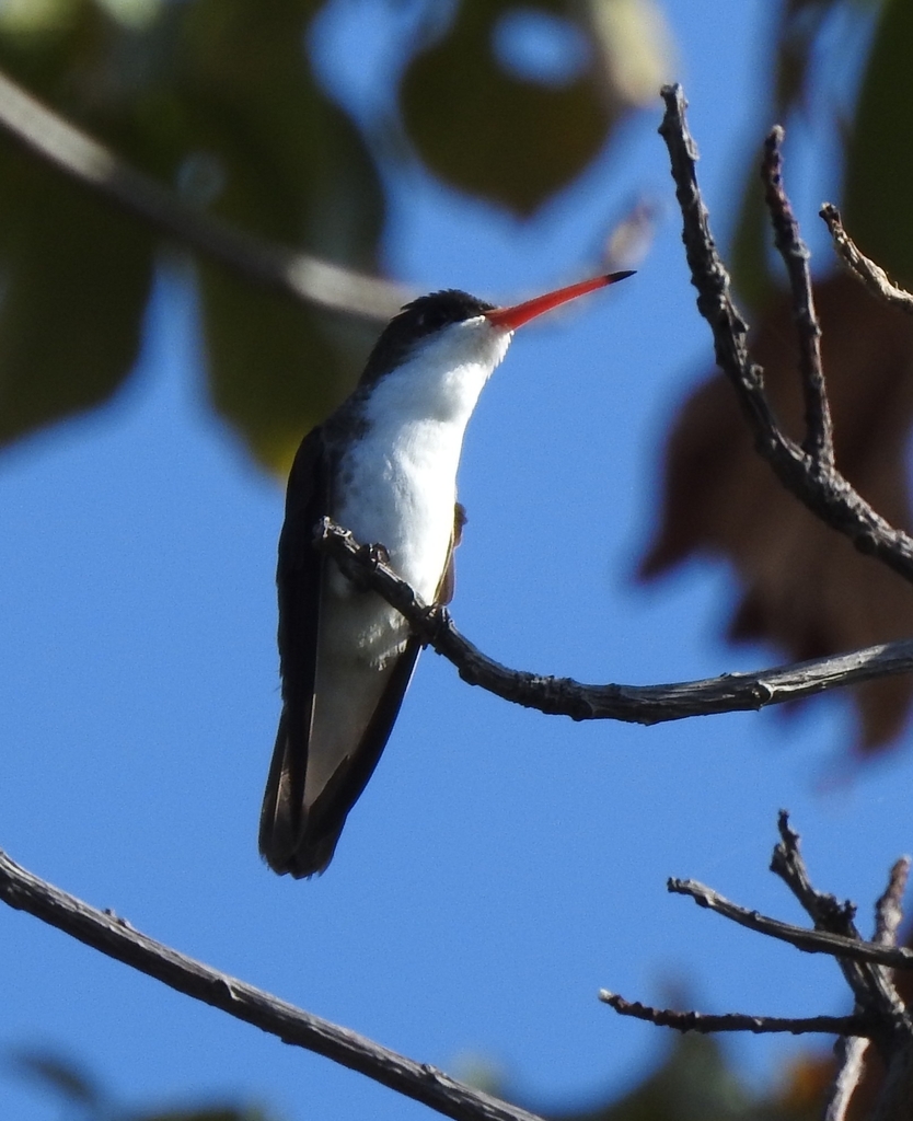 Green-fronted Hummingbird from 70104 État de Oaxaca, Mexique on ...