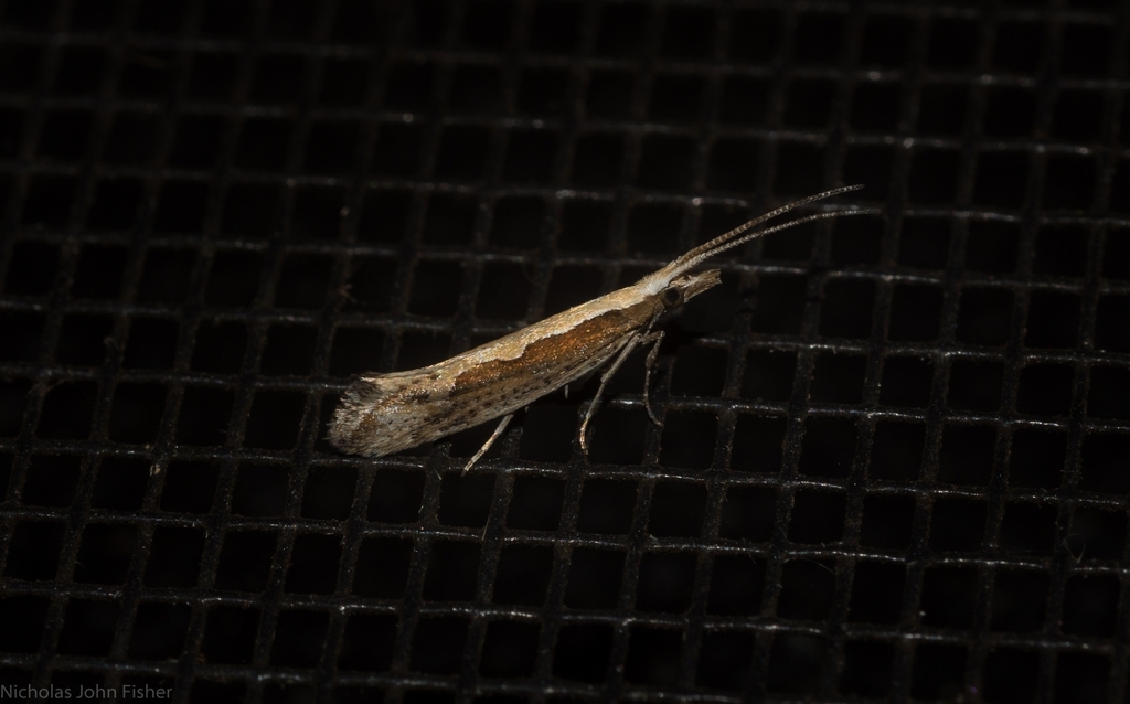 Plutella xylostella