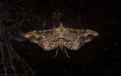 Merodictya marmorata
