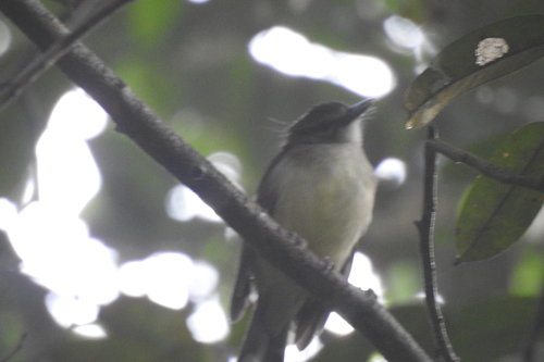 Hook-billed Bulbul (Setornis criniger), photo 3