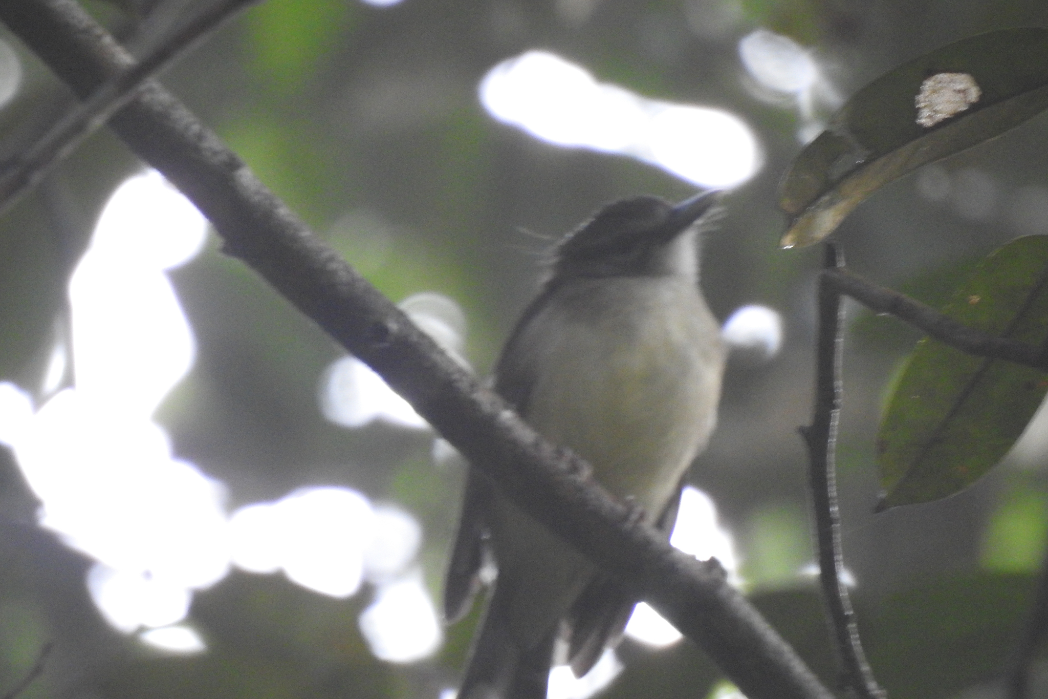 Hook-billed Bulbul (Setornis criniger), photo 3