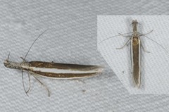 Pleurota aristella
