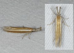 Pleurota aristella