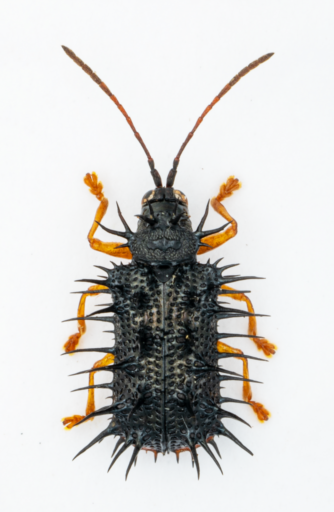 Dactylispa sauteri