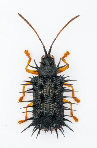 Dactylispa sauteri Uhmann, 1927