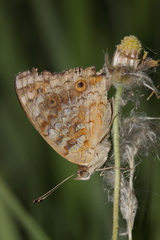 Junonia orithya minagara