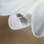 Mythicomyiidae