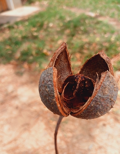Khaya anthotheca