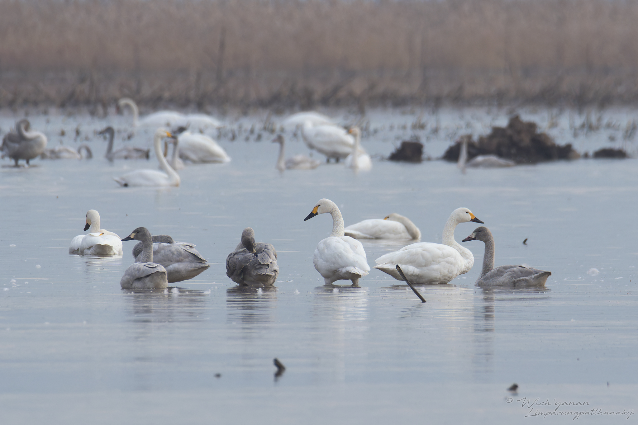 Tundra Swan