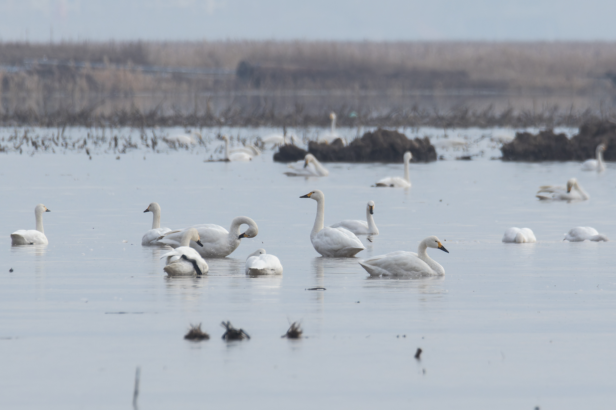 Tundra Swan