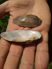 Unio elongatulus