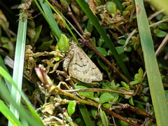 Epyaxa agelasta